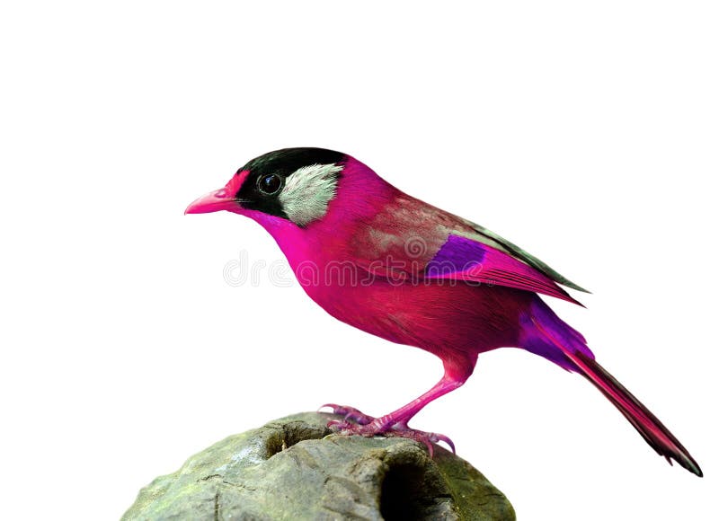 Uccello rosa operato di stupore fotografia stock Uccello rosa operato di stupore fotografia stock