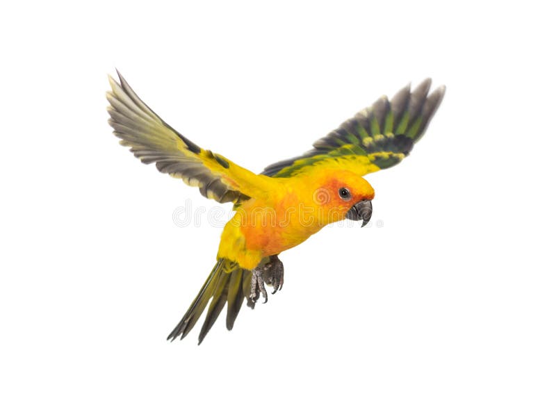 Uccello solare Parakeet aratinga solstitialis che vola isolata