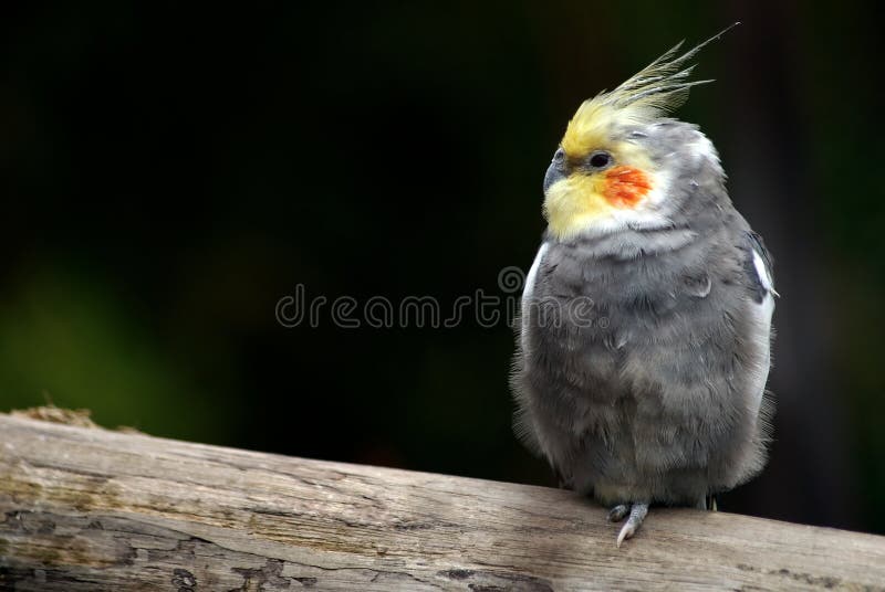 Uccello solo del Cockatiel su una filiale di albero immagine stock libera da diritti Uccello solo del Cockatiel su una filiale di albero immagine stock libera da diritti