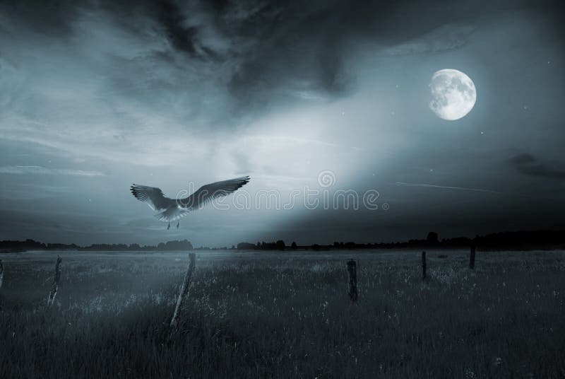 Uccello solo nella luce della luna fotografie stock libere da diritti Uccello solo nella luce della luna fotografie stock libere da diritti