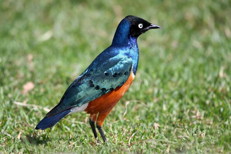Uccello superbo di Starling fotografia stock libera da diritti Uccello superbo di Starling fotografia stock libera da diritti
