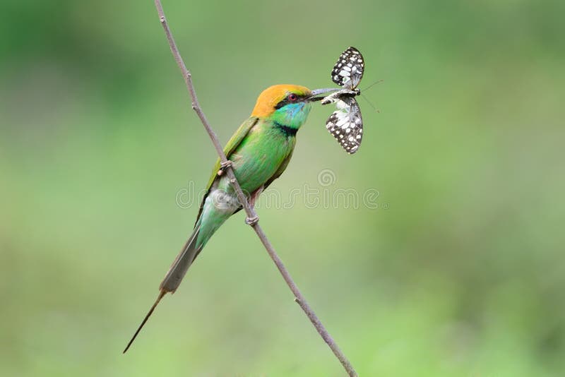 Uccello verde del mangiatore di ape