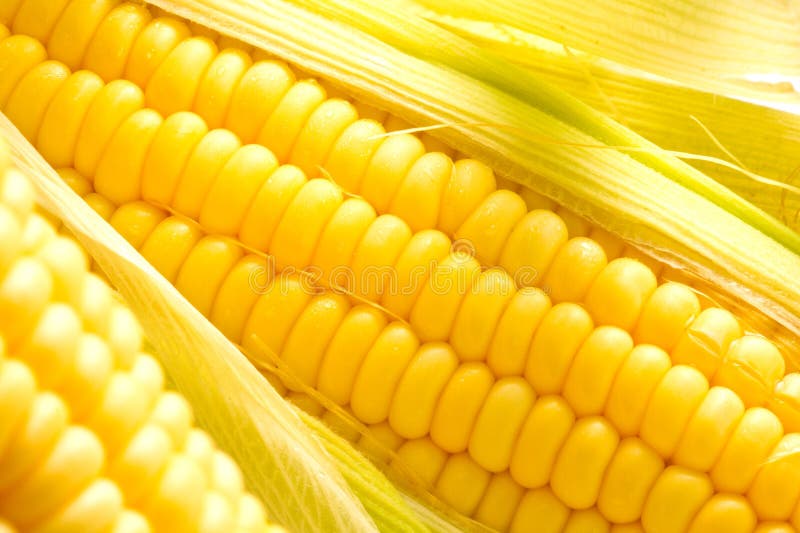 Ucho kukurydzany wizerunek