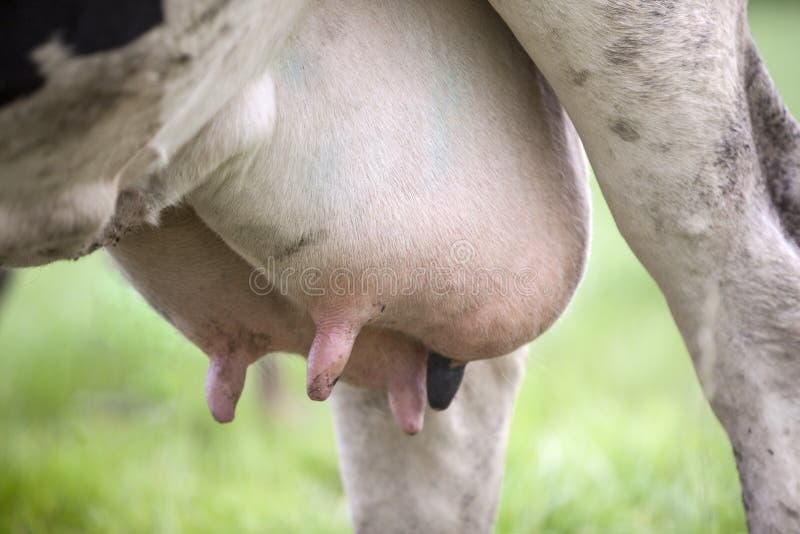 Udder of black and white cow in meadow. 