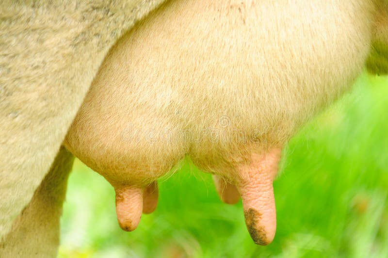 Udder of Cow