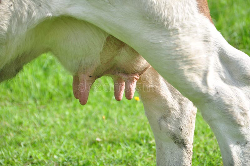 Udder of a cow