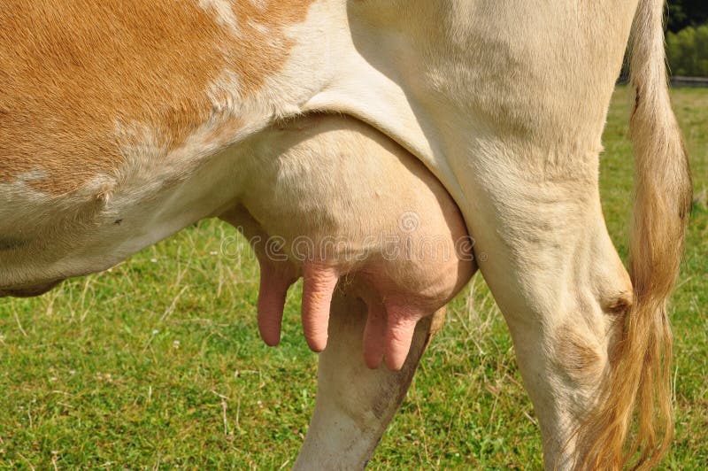 Udder of a young cow.