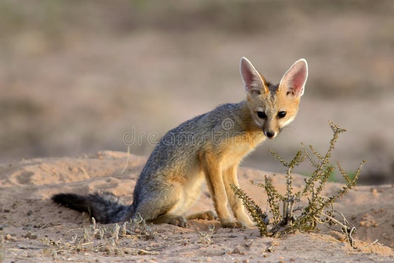 Cape fox (Vulpes chama) in early morning light, Kalahari desert, South Africa. Cape fox (Vulpes chama) in early morning light, Kalahari desert, South Africa