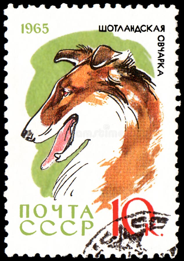 UDSSR - CIRCA 1965: die Briefmarke, gedruckt in UDSSR, zeigt einen Colliehund, Reihe Jagd und Service-Hunde lizenzfreie stockfotografie UDSSR - CIRCA 1965: die Briefmarke, gedruckt in UDSSR, zeigt einen Colliehund, Reihe Jagd und Service-Hunde lizenzfreie stockfotografie