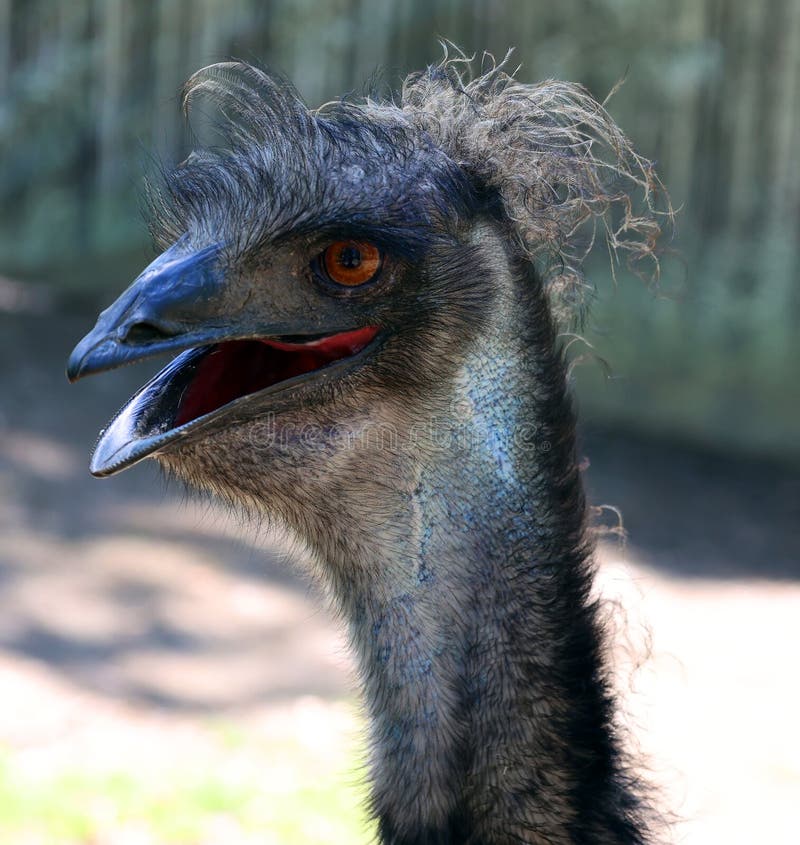 A uem é a maior ave nativa da austrália e o único membro existente do gênero dromaius.