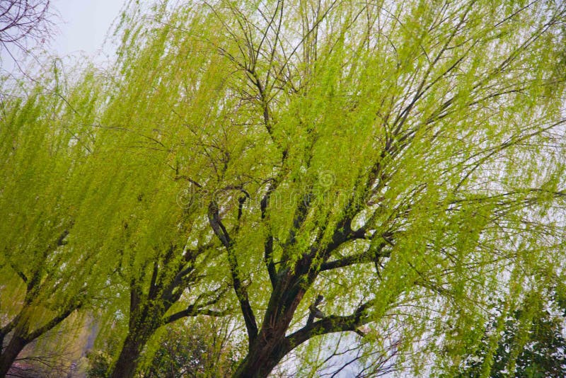 Ueno för träd för Yves ` s zoo Tokyo arkivfoto Ueno för träd för Yves ` s zoo Tokyo arkivfoto