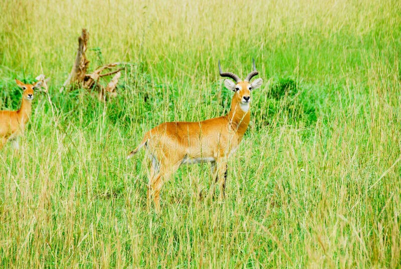 Uganda Kobs, Murchison Falls National Park stock photos