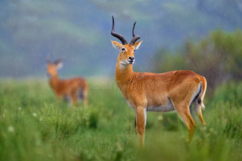 Ugandan kob, Kobus kob thomasi, rainy day in the savannah. Kob antelope in the green vegetation during the rain, Queen Elizabeth