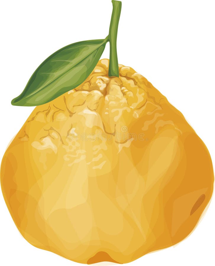 Ugli Fruit Illustration, Vector File Stock Vector Illustration of