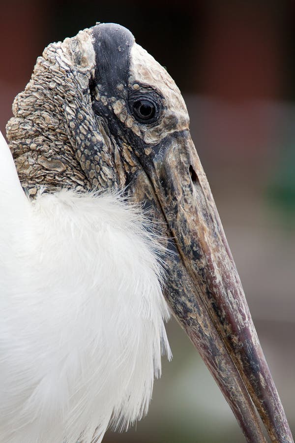 Ugly Bird stock image. Image of preserve, endangered - 22896207
