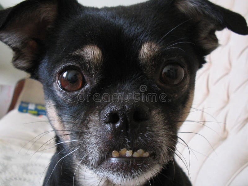 3,122 Ugly Dog Photos - Free \u0026 Royalty 