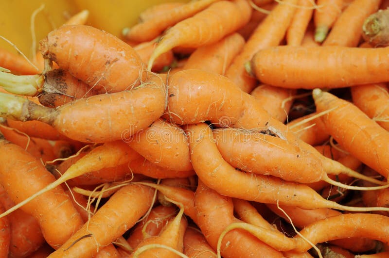 misshapen vegetables misshapen vegetables