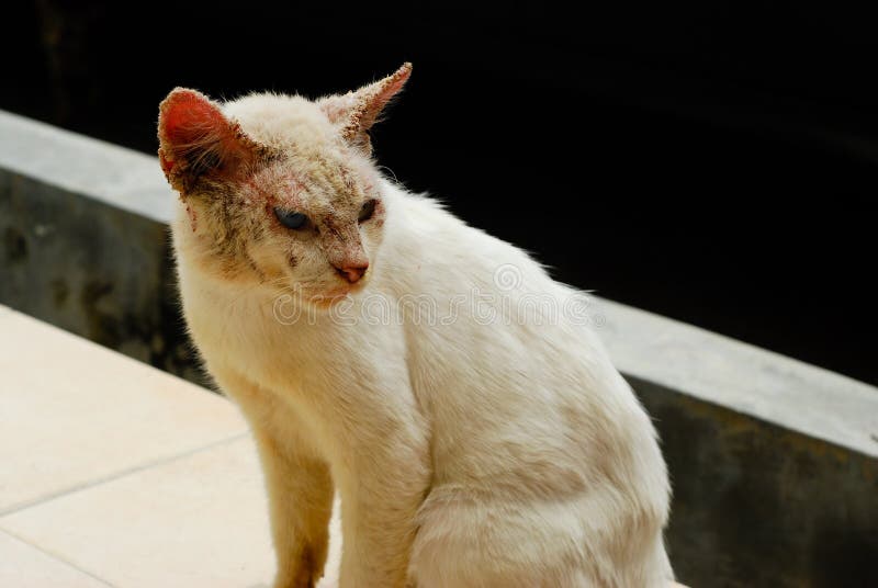Ugly Cat With Skin Disease Stock Photo Image Of Sick 6641678