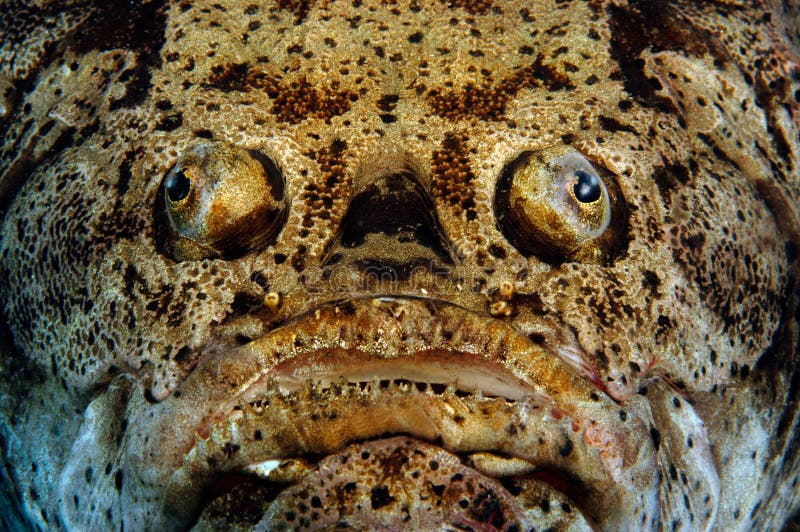 Ugly fish stock photo. Image of marine, weird, sealife - 3396086