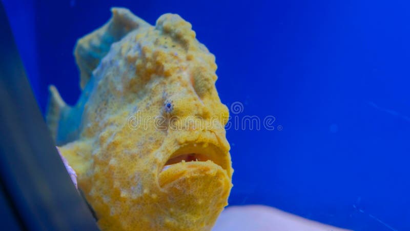 ugly fish mouth ugly fish mouth