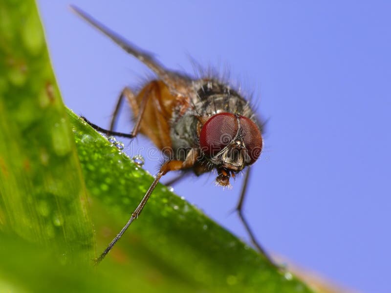 Ugly fly