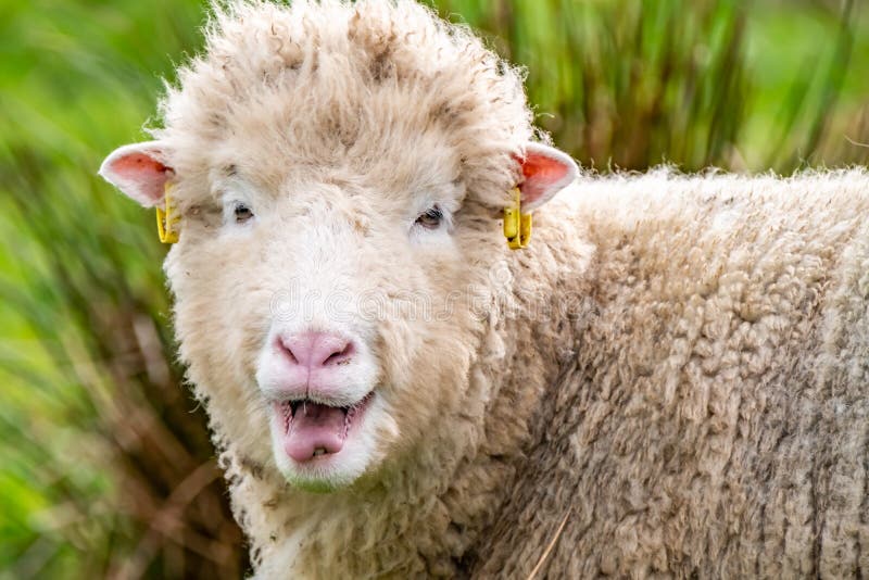 114 Ugly Sheep Stock Photos - Free & Royalty-Free Stock Photos from ...