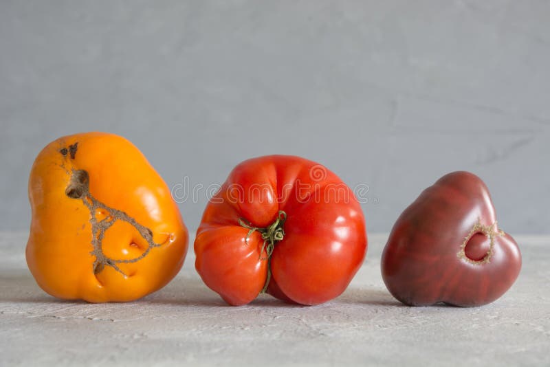 Ugly organic colorful tomatoes. Concept organic vegetables stock image