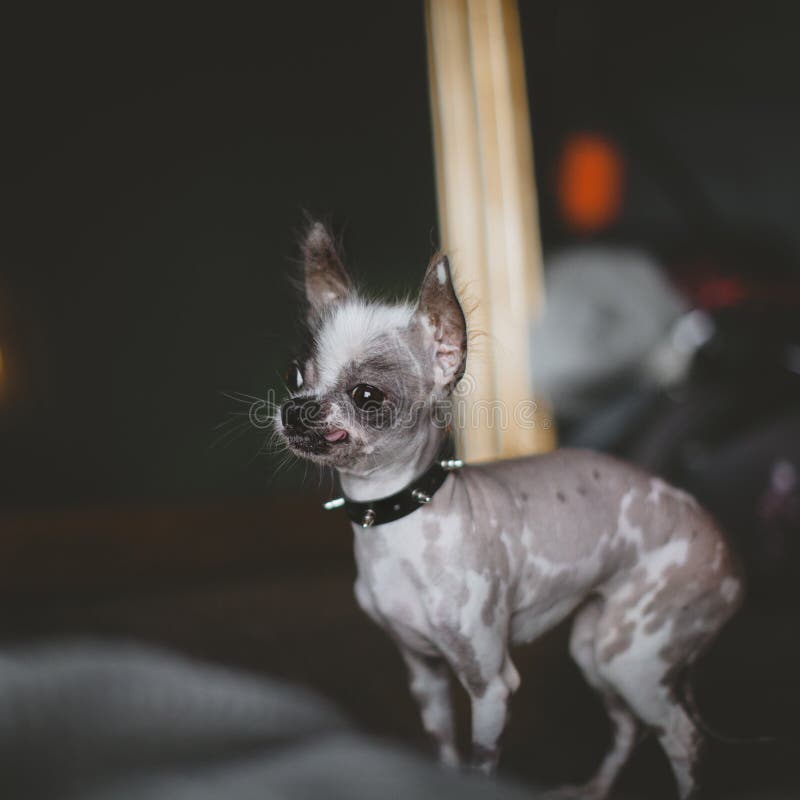 279 Hairless Chihuahua Photos Free Royalty Free Stock Photos From Dreamstime