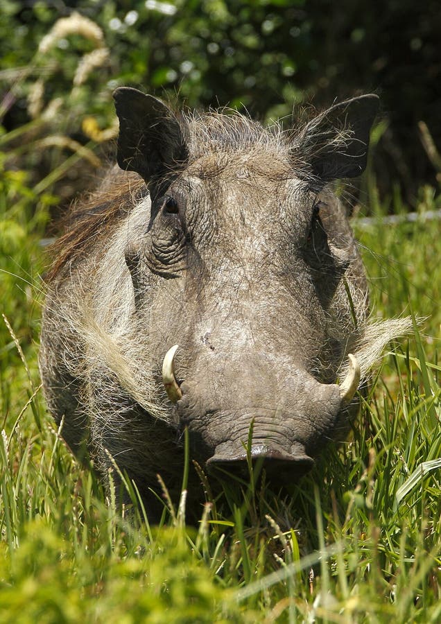 Ugly warthog stock photo. Image of animal, wilderness - 17819790