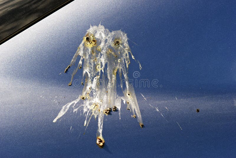 Uhaoh Pássaro Cagado Em Meu Carro! Imagem de Stock Imagem de azul
