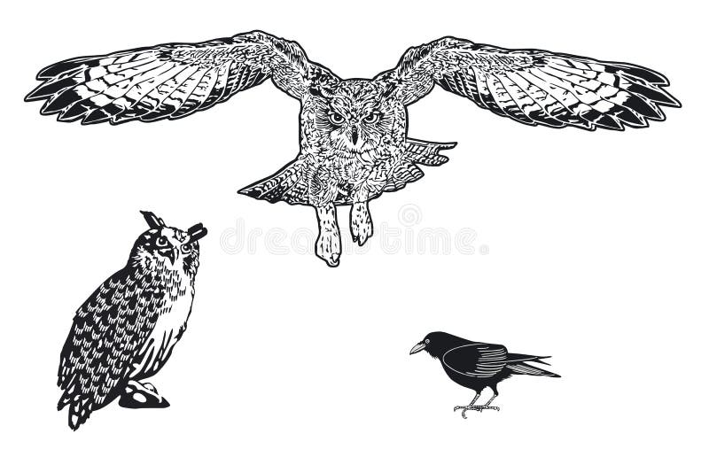 Uhu owl y raven ilustración aislada libre illustration