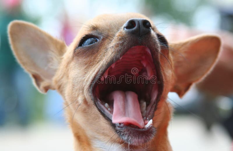 Uiterst kleine wijd open mond Chihuahua stock foto Uiterst kleine wijd open mond Chihuahua stock foto