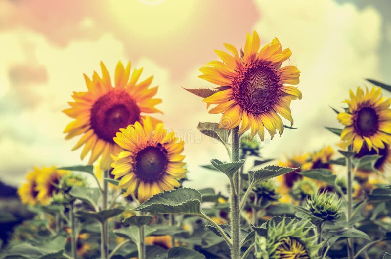 Uitstekende stijl van de Zonnebloem stock fotografie Uitstekende stijl van de Zonnebloem stock fotografie
