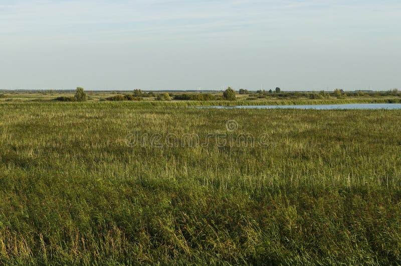 De Oostvaardersplassen Photos Free Royalty Free Stock Photos From Dreamstime