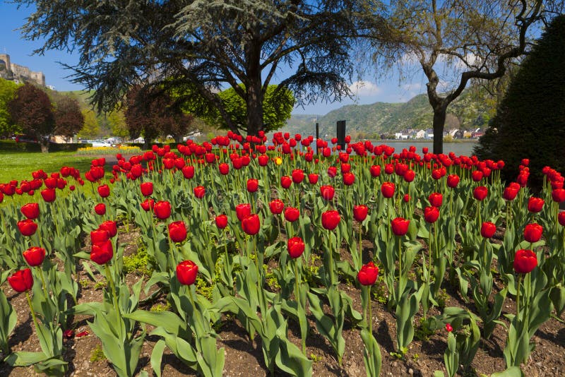 Uitzonderlijke mening over een groot rood tulpenbed stock foto's Uitzonderlijke mening over een groot rood tulpenbed stock foto's