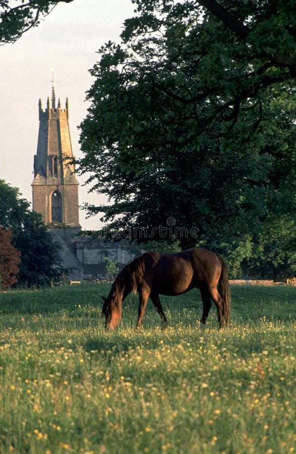 UK, Cotswolds, Minchinhampton Common ,grazing horse,church spire