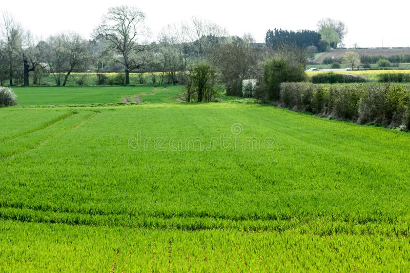 UK Habitats arable field edge royalty free stock images