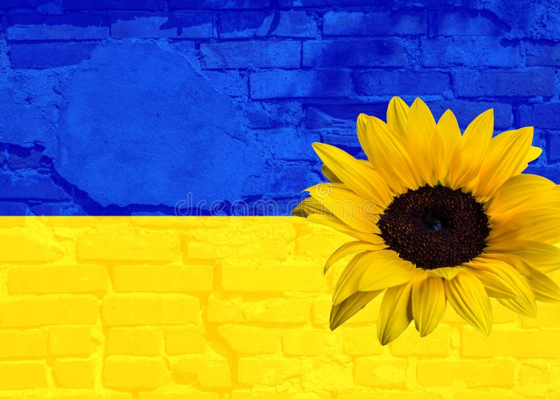 Ukraine Background with Sunflower Texture Stock Image Image of