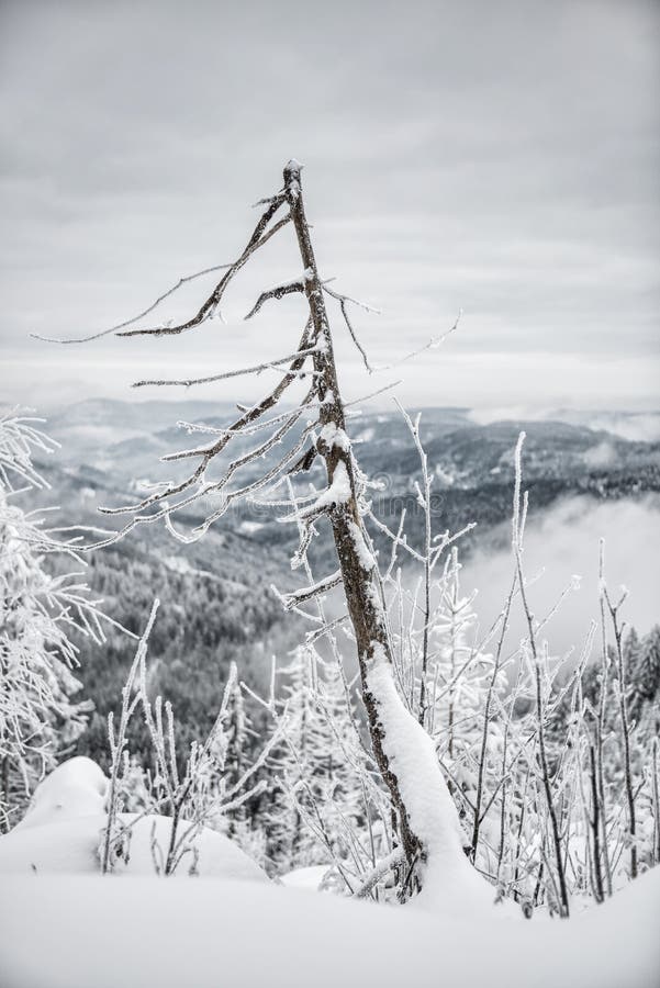 ukraine för sun för strålar för stående för crimea aftonvandring vinter royaltyfri fotografi ukraine för sun för strålar för stående för crimea aftonvandring vinter royaltyfri fotografi