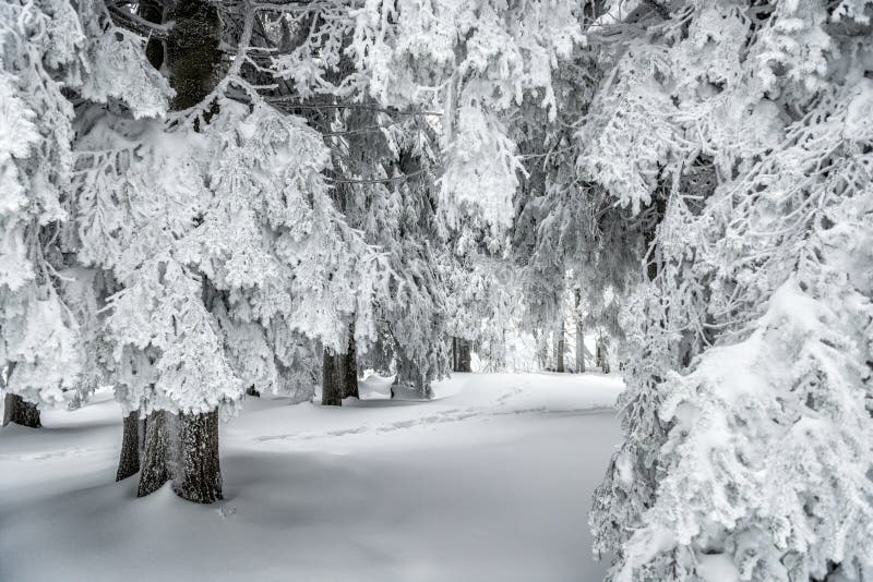 ukraine för sun för strålar för stående för crimea aftonvandring vinter royaltyfria foton ukraine för sun för strålar för stående för crimea aftonvandring vinter royaltyfria foton