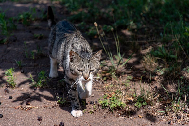 Hunting Street Foods in the Night at City Mall Stock Image Image of