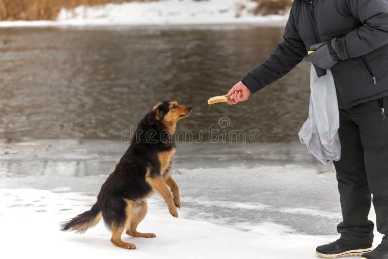 Feeding and Rescue of Animals in Winter Stock Photo - Image of cute, hungry: 206112514 Feeding and Rescue of Animals in Winter Stock Photo - Image of cute, hungry: 206112514