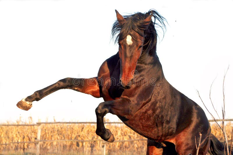 Ukrainian horse breed horses. Young purebred, thoroughbred horse, beautiful horse, paddock, stallion in the pasture, bloodstock, horse on freedom walks summer stock photography Ukrainian horse breed horses. Young purebred, thoroughbred horse, beautiful horse, paddock, stallion in the pasture, bloodstock, horse on freedom walks summer stock photography