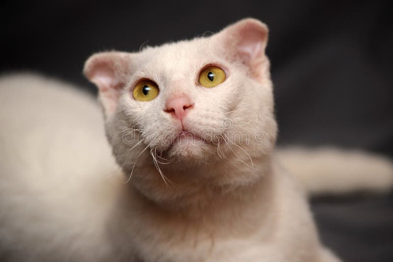 Ukrainian Levkoy Stock Photography Image 25995282