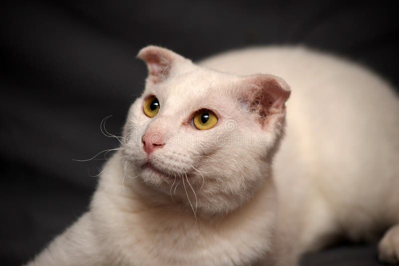 Ukrainian Levkoy stock photo. Image of skin, folds, isolated 25995366