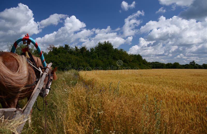 Ukrainian summer landscape with wheat fields and blue sky stock image Ukrainian summer landscape with wheat fields and blue sky stock image