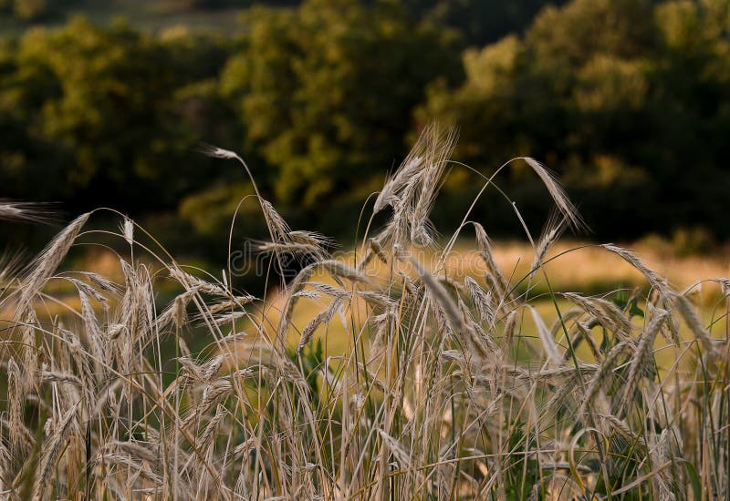 Ukrainian summer landscape with wheat fields and blue sky stock image Ukrainian summer landscape with wheat fields and blue sky stock image