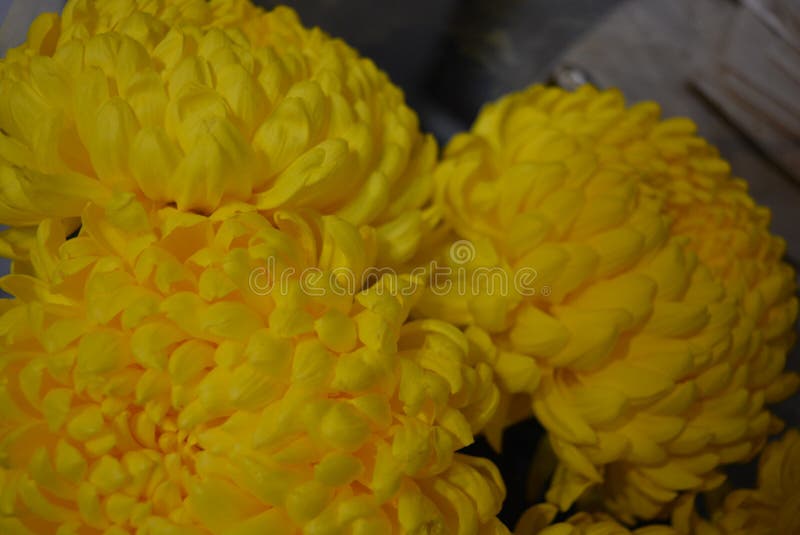 Ukrainische Blumen des schönen Herbstes, gelbe Chrysanthemenknospen mit den großen und vergnügten gelben Blütenständen, edles kal lizenzfreie stockfotos Ukrainische Blumen des schönen Herbstes, gelbe Chrysanthemenknospen mit den großen und vergnügten gelben Blütenständen, edles kal lizenzfreie stockfotos