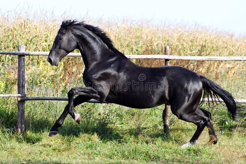 Ukrainian horse breed horses, young purebred stallion, thoroughbred horse, beautiful horse, black stallion in the paddock, stallion in the pasture, galloping horse, prancing horse, jump, bloodstock, horse on freedom walks summer day, stallion at liberty, graceful animal, noble animal, ungulate, herbivore. Ukrainian horse breed horses, young purebred stallion, thoroughbred horse, beautiful horse, black stallion in the paddock, stallion in the pasture, galloping horse, prancing horse, jump, bloodstock, horse on freedom walks summer day, stallion at liberty, graceful animal, noble animal, ungulate, herbivore