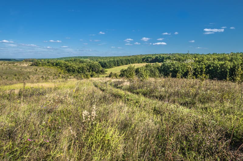 Ukrainskt sommarlandskap med vetefältet arkivfoto Ukrainskt sommarlandskap med vetefältet arkivfoto